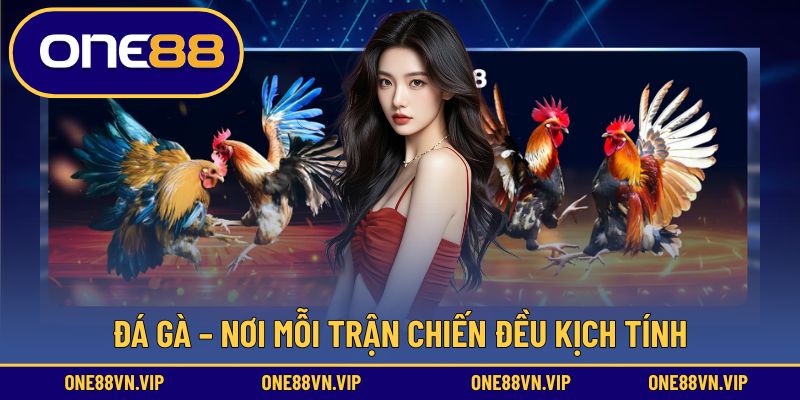 Đá gà – nơi mỗi trận chiến đều kịch tính