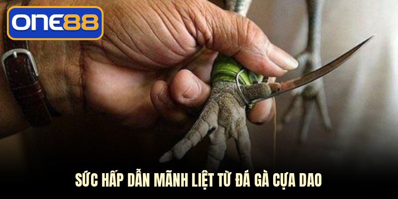 Sức hấp dẫn mãnh liệt từ đá gà cựa dao