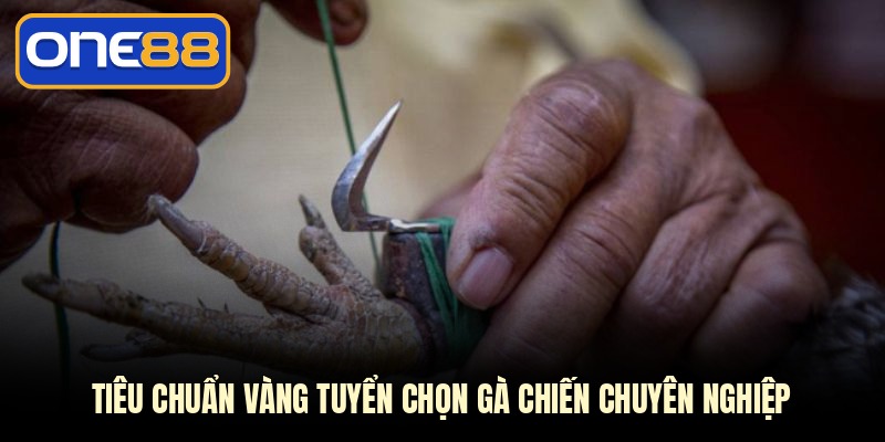 Tiêu chuẩn vàng tuyển chọn gà chiến chuyên nghiệp